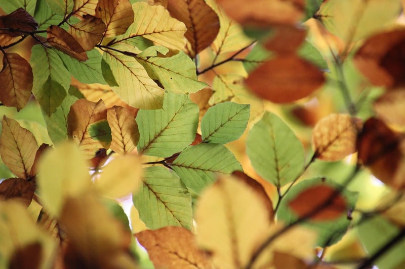 Twinkling Canopies