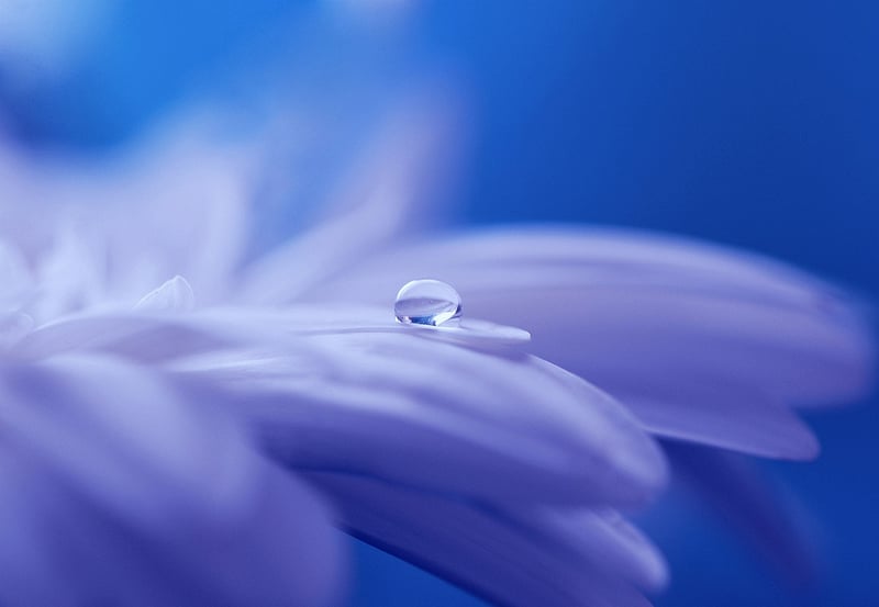Botanical Magic